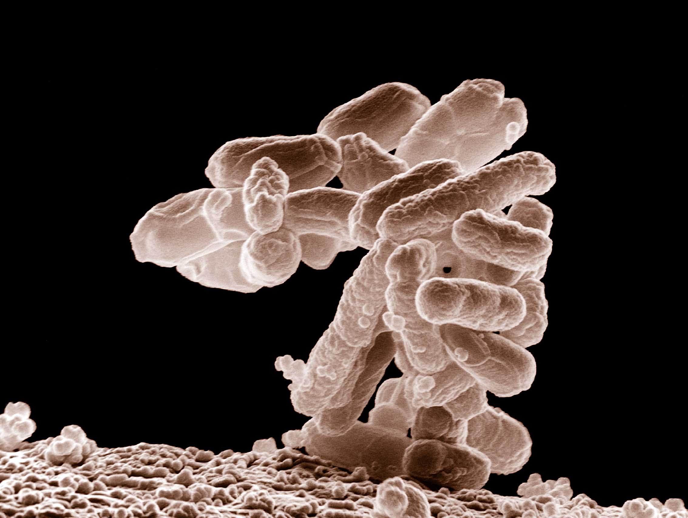 Des bactéries pour révolutionner le stockage de l’énergie Des bactéries pour révolutionner le stockage de l’énergie
