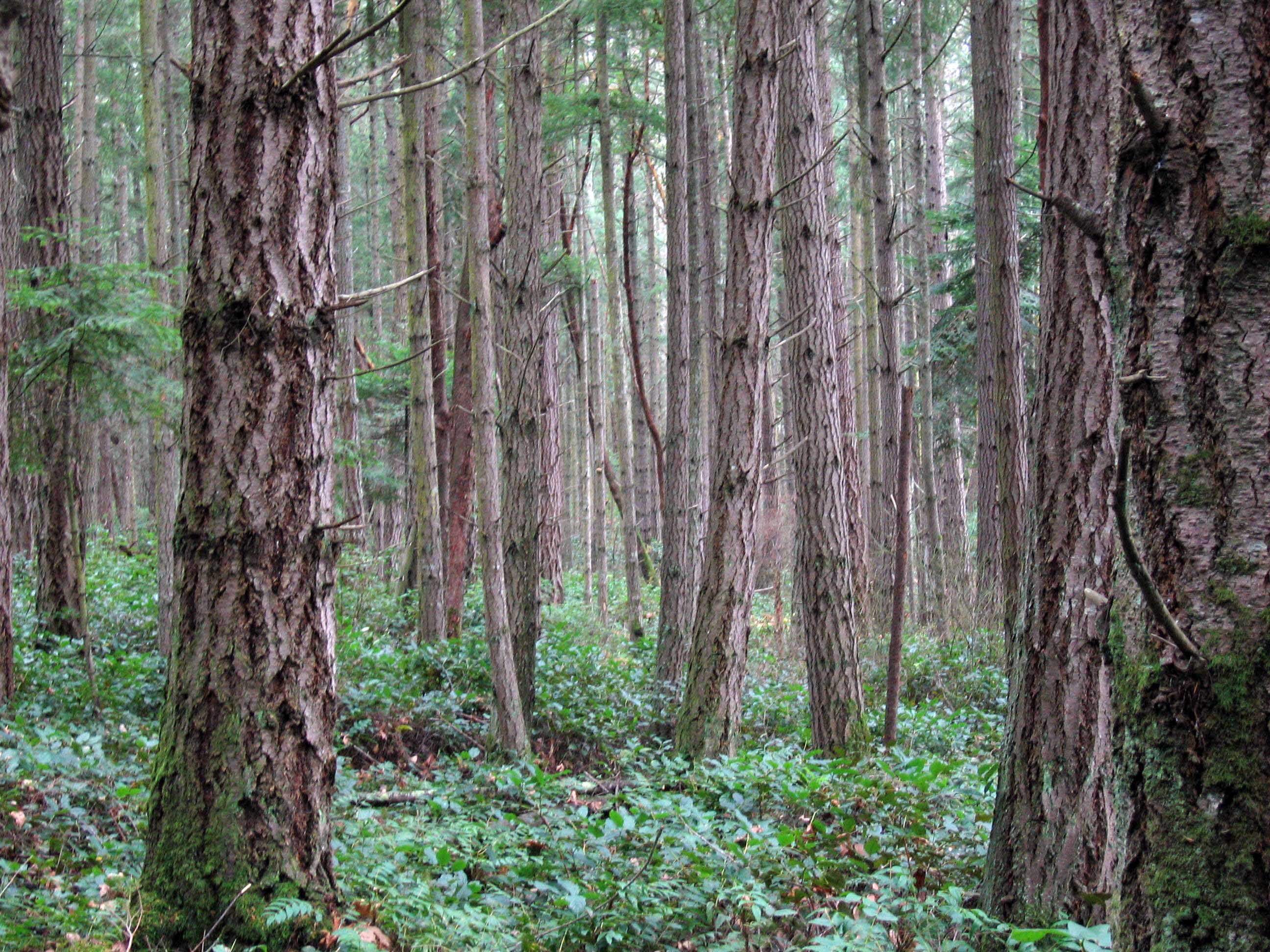 Foret Wikimedia Commons